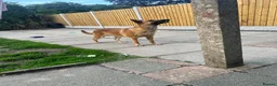 Mixed Breed dogs for sale: Belgian Malinois x Dutch Herder in Leyland - Advert 4