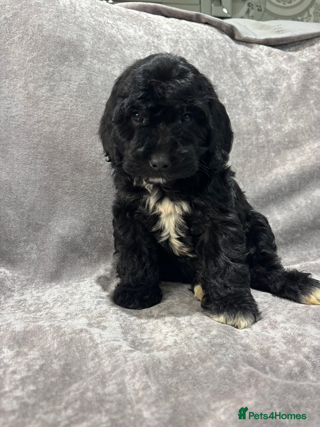 Cockapoo dogs for sale: Gorgeous Cockapoo Puppies  - Advert 25