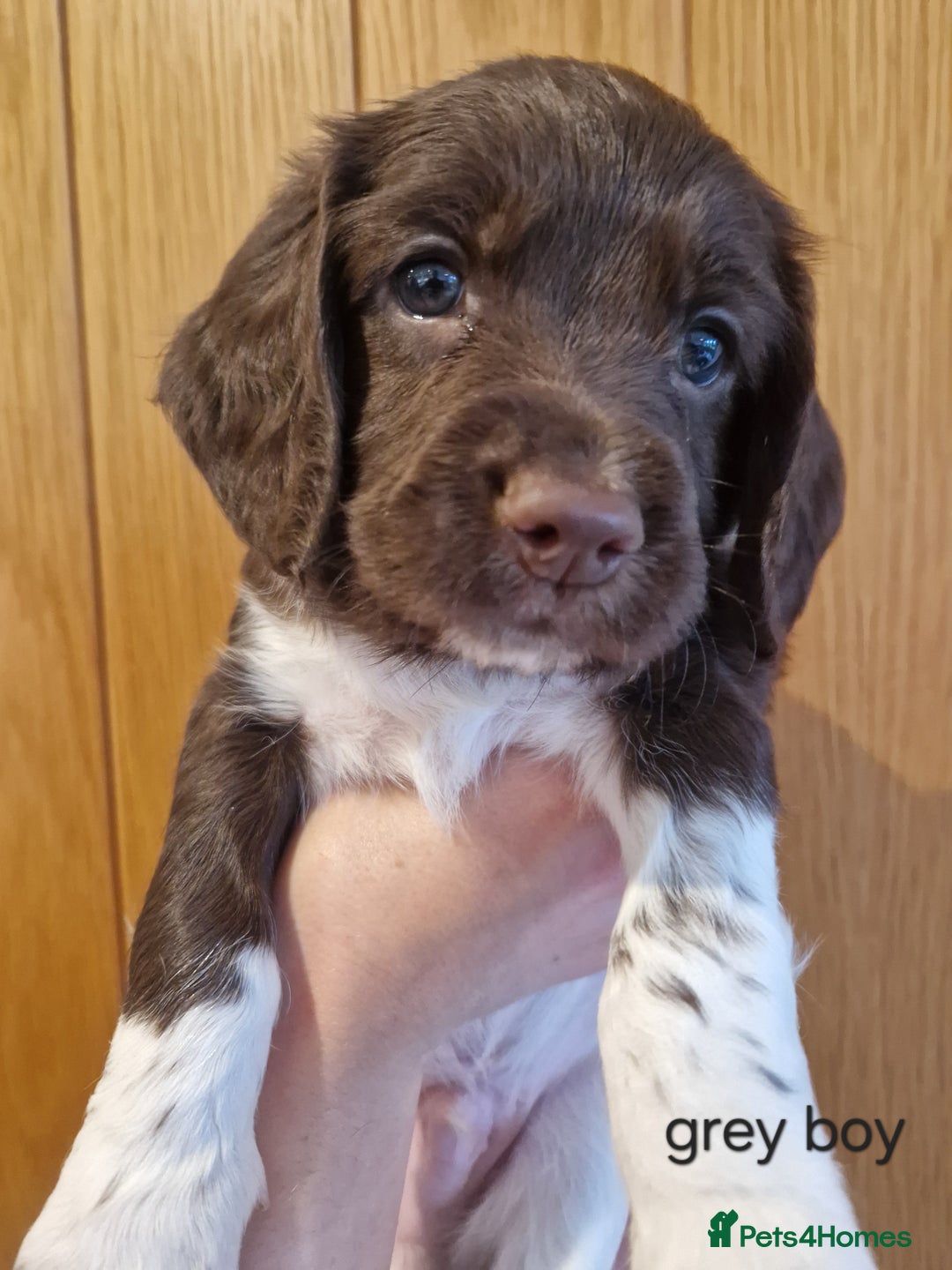 English Springer Spaniel dogs for sale: Stunning English Springer Spaniels  - Advert 15