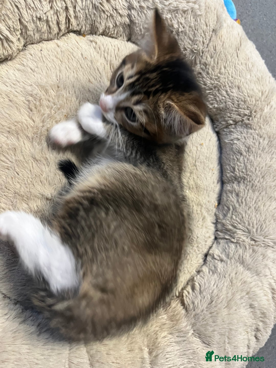 Mixed Breed cats for sale: 🐾 5 Stunning Mixed 8 week old Kittens  - Advert 17
