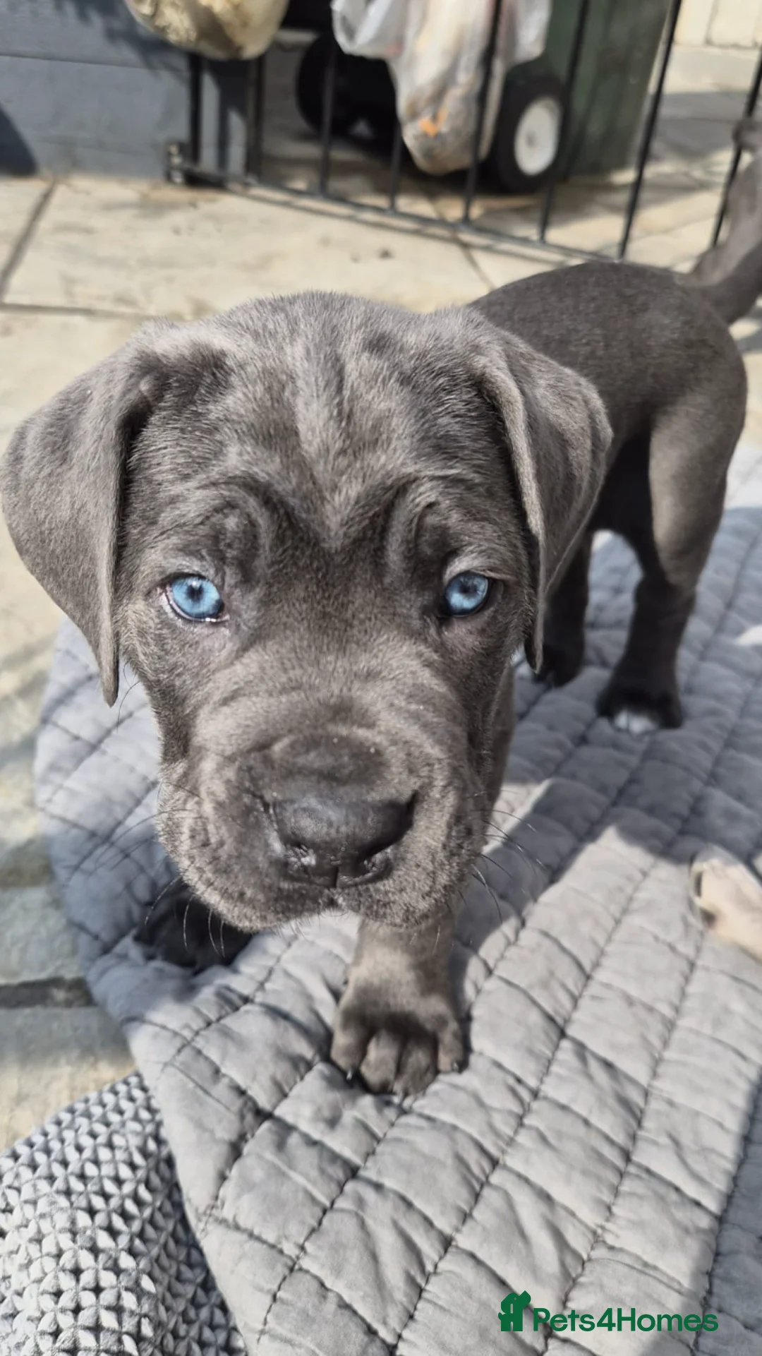 Mixed Breed dogs for sale: Beautiful cane corso  - Advert 2