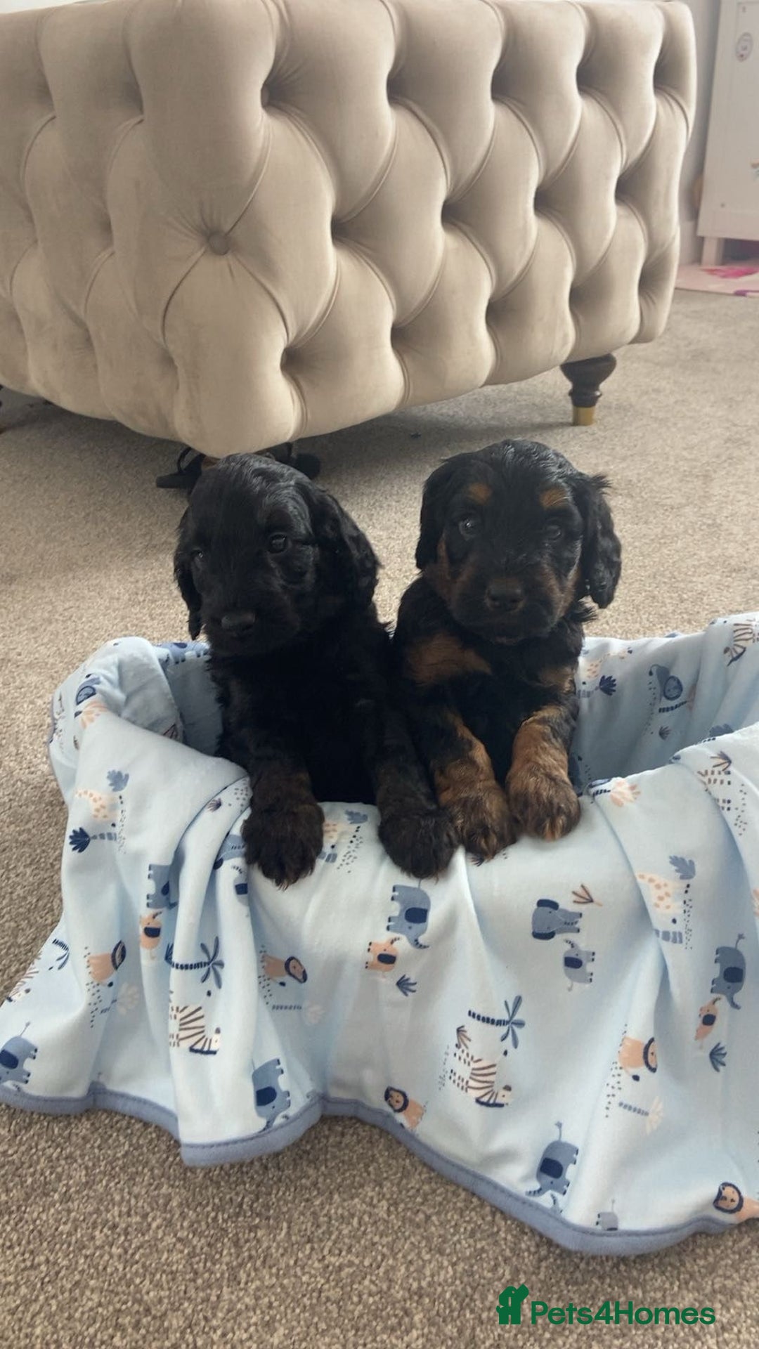 Cockapoo dogs for sale: Beautiful tri cockerpoos  - Image 7