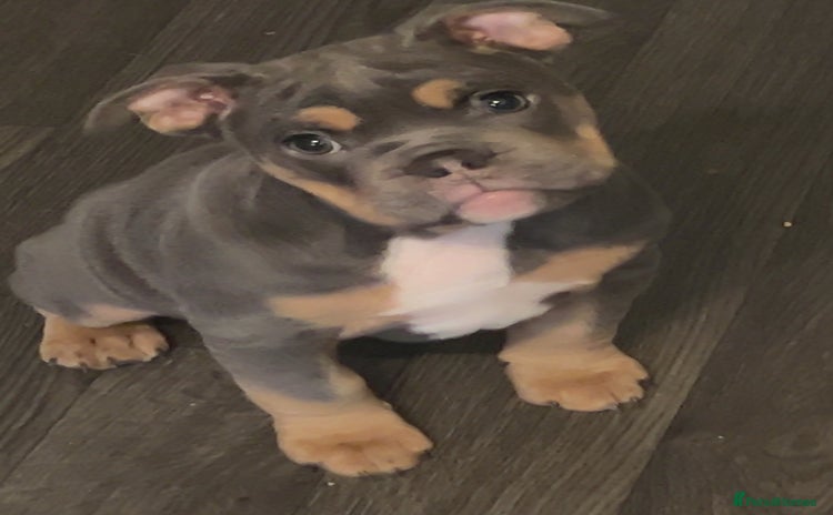 Mixed Breed dogs - Advert 10