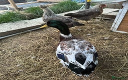 Ducks poultry for sale: Welsh harlequin drake  - Image 2