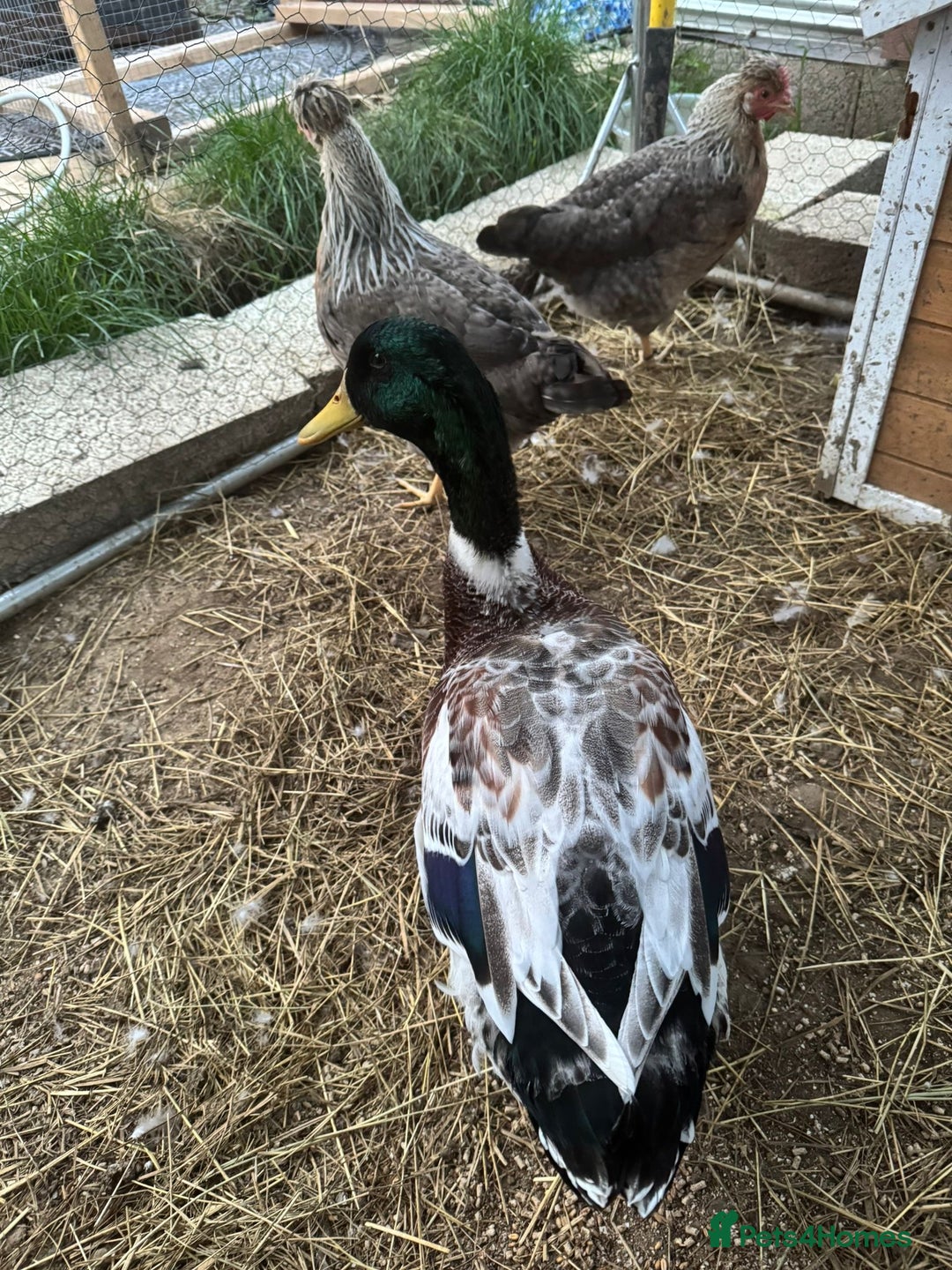 Ducks poultry for sale: Welsh harlequin drake  - Image 2