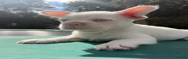 French Bulldog 1