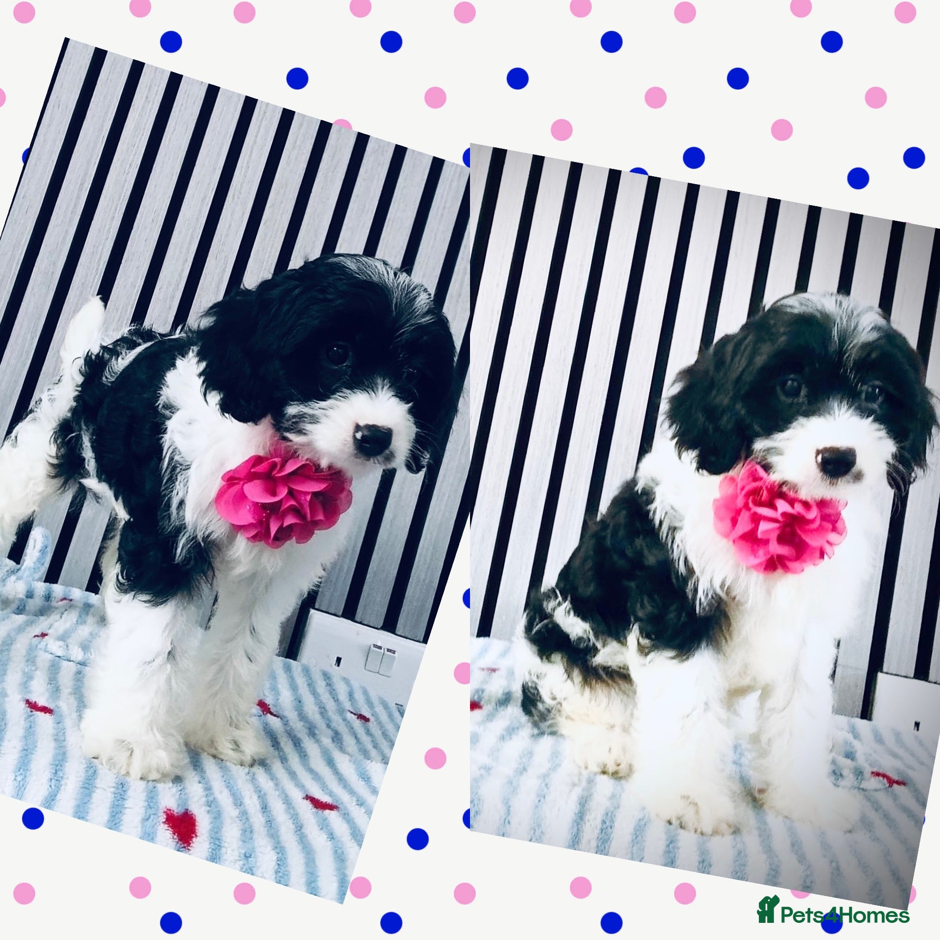 Cavapoo dogs Rare colour F1 Cavapoo puppy only one available  - Advert 9