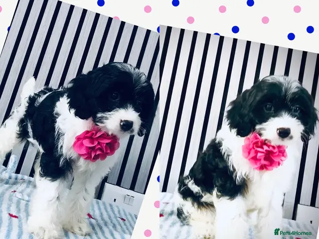 Cavapoo dogs Rare colour F1 Cavapoo puppy only one available - Advert 10