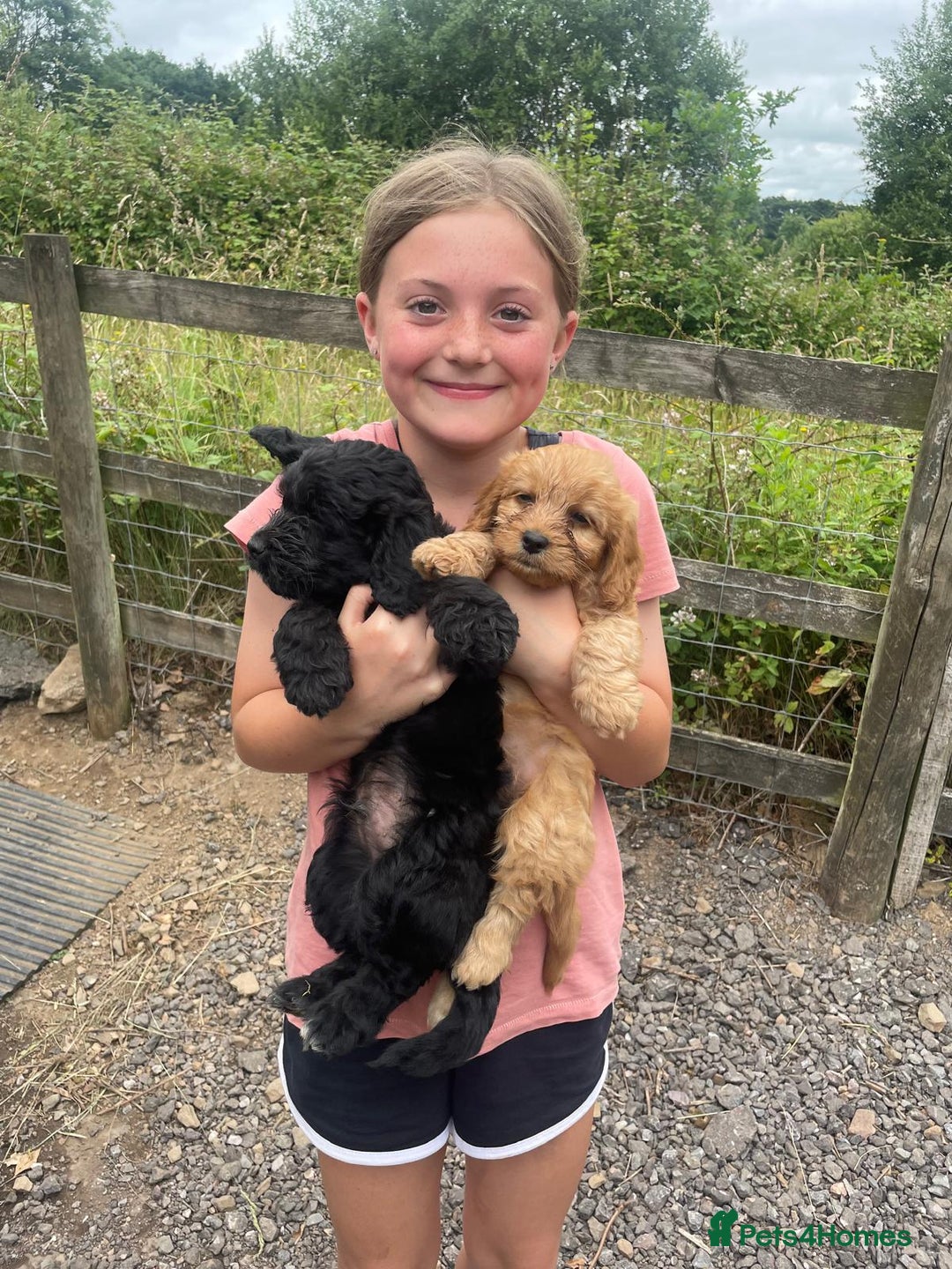 Cockapoo dogs for sale: F1 Miniature Phantom Cockapoos  READY NOW  in Chulmleigh - Image 22