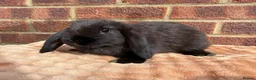 Mini Lop rabbits for sale: Two mini lop sisters available  - Advert 7