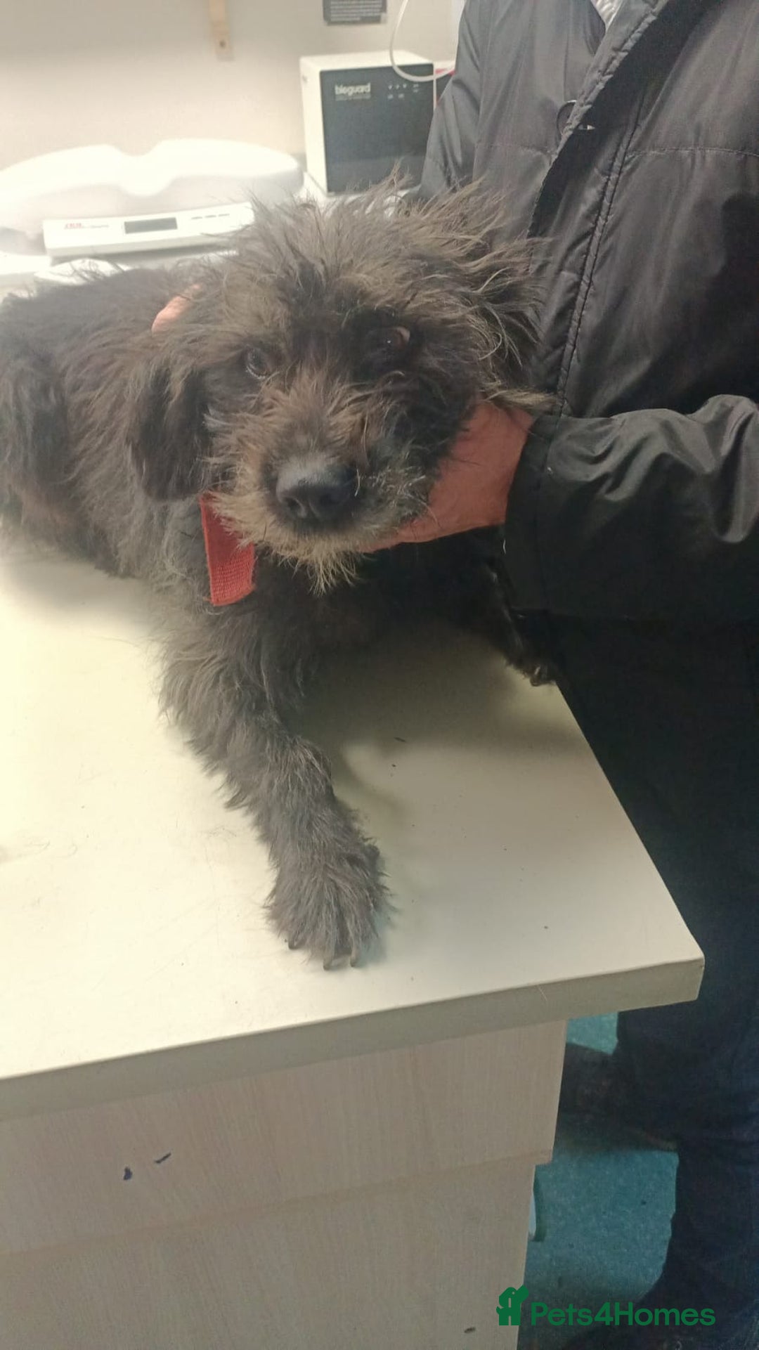 Mixed Breed dogs for adoption: ROCKY – Gentle, Resilient & Ready for Love 🐾 - Advert 10