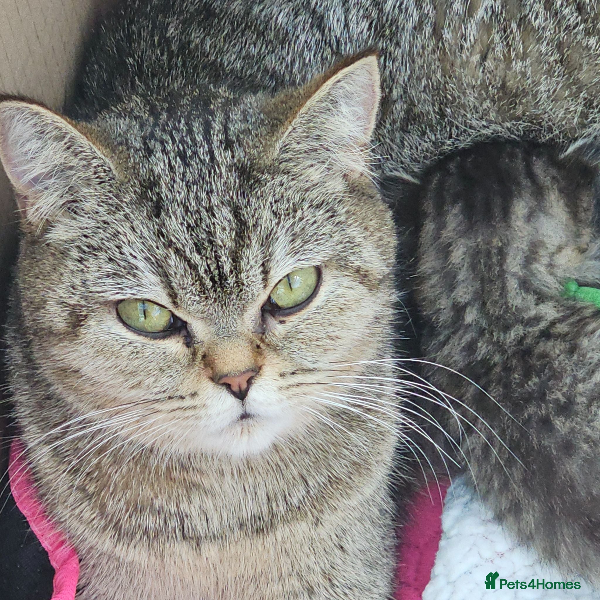 British Shorthair cats Active, gccf and tica registeted queen - Advert 1