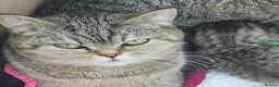 British Shorthair cats for sale: Active, gccf and tica registeted queen - Advert 1