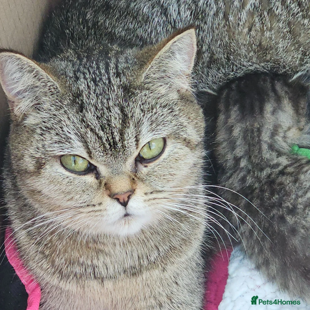British Shorthair cats for sale: Active, gccf and tica registeted queen - Advert 1