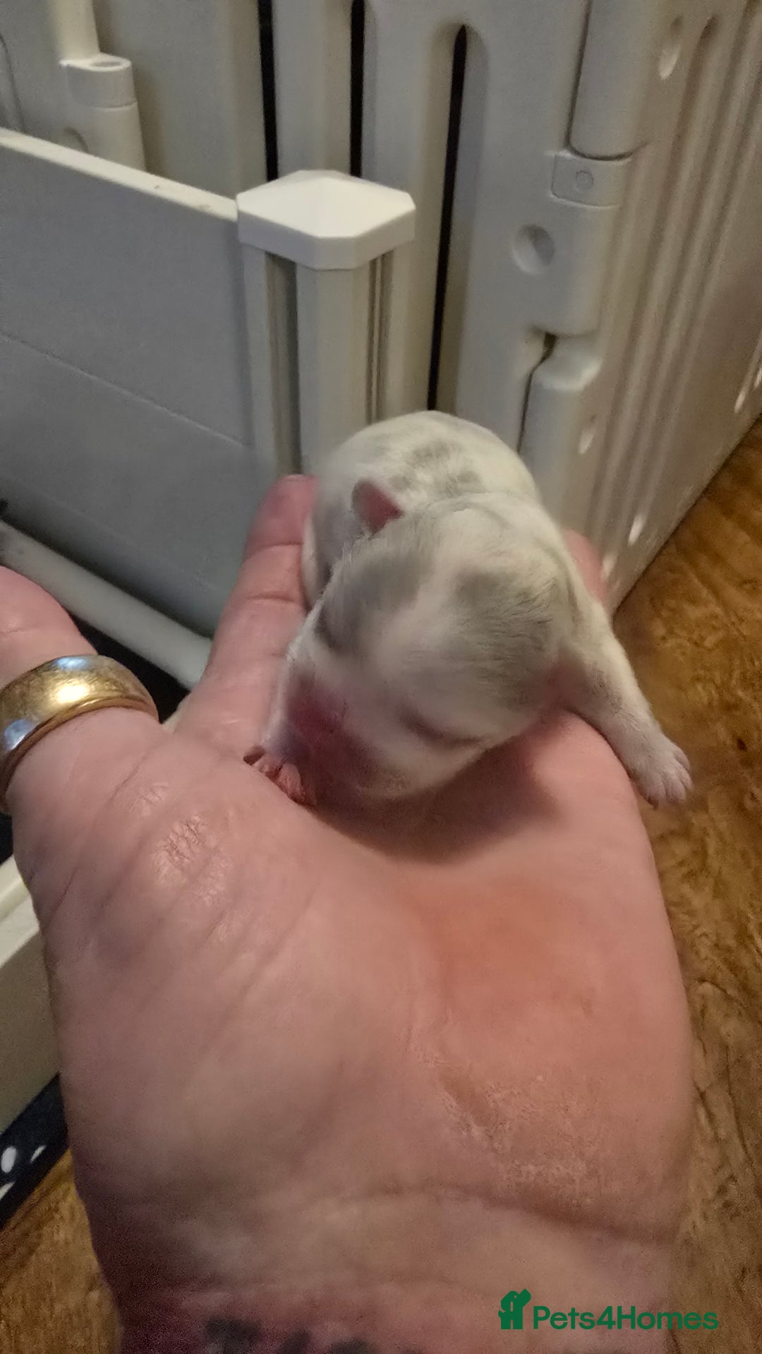 French Bulldog dogs for sale: FRENCH BULLDOG ** - Image 13