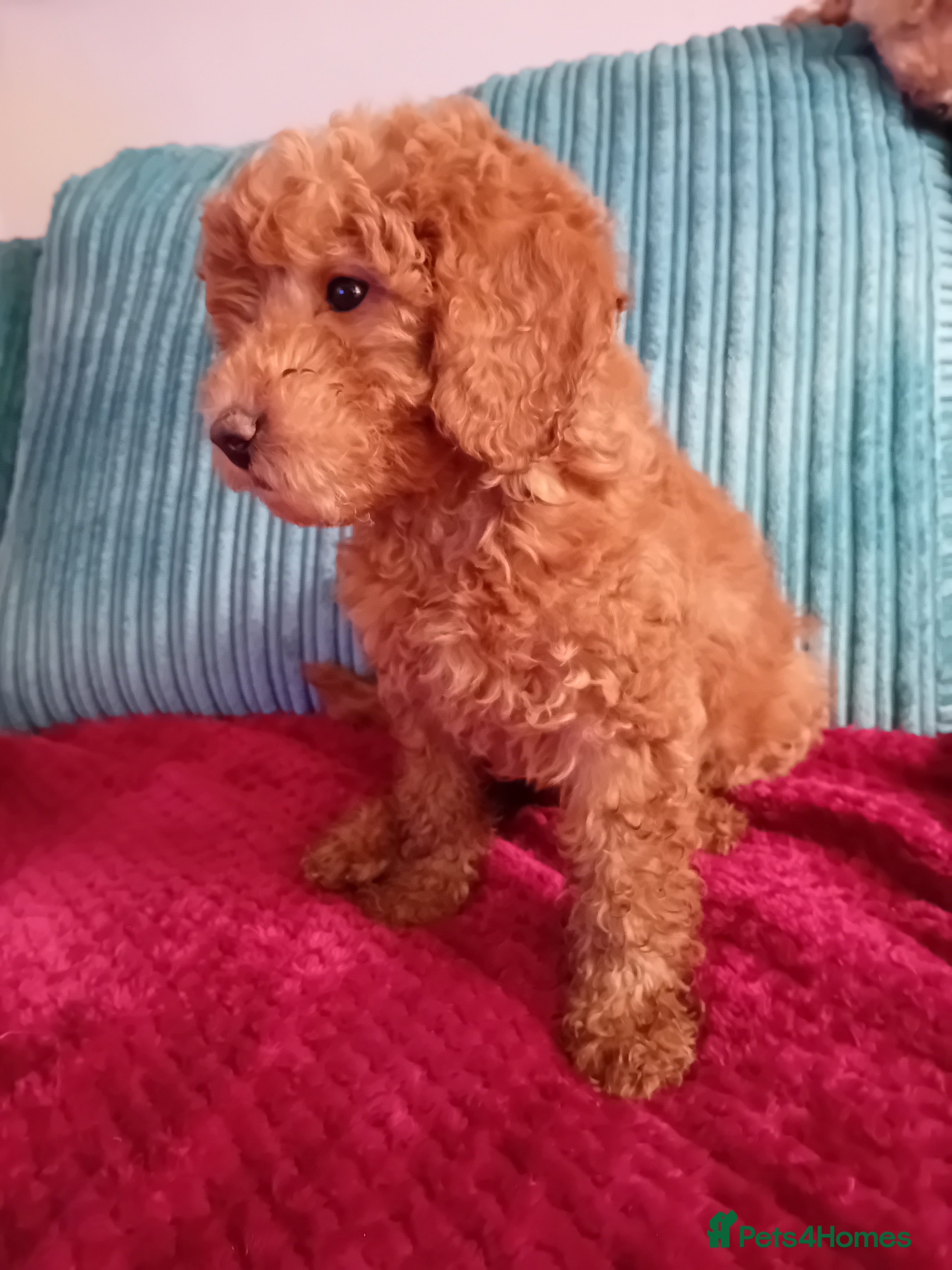 Miniature Poodle dogs Health Tested Red Miniature Poodle Boy 9 weeks old - Advert 17