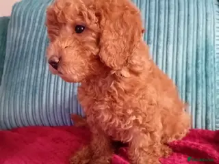 Miniature Poodle dogs Health Tested Red Miniature Poodle Boy 9 weeks old - Advert 17