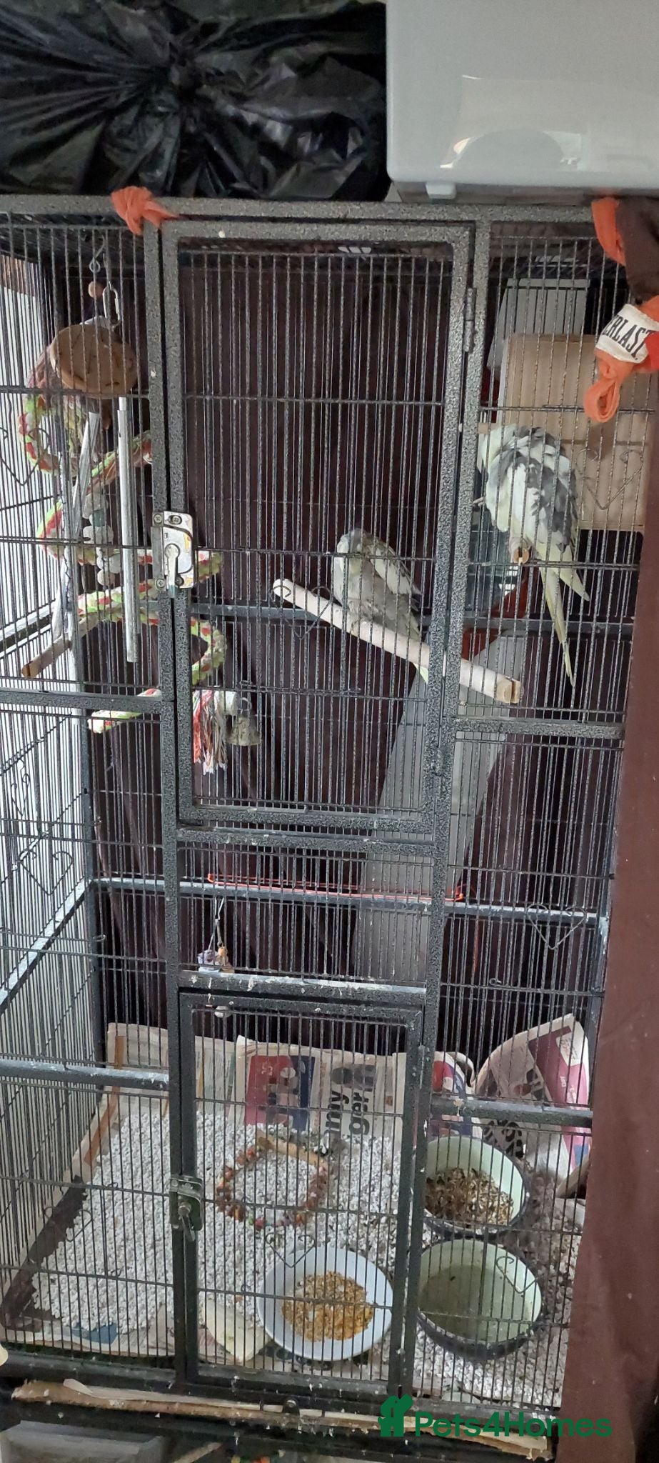 Cockatiels birds Ultra tamed pair of cockatiels with large cage  - Advert 2