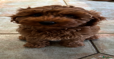 Cockapoo dogs - Advert 7