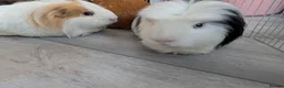 Guinea Pig rodents for sale: 4 bonded male guinea pigs - Advert 4