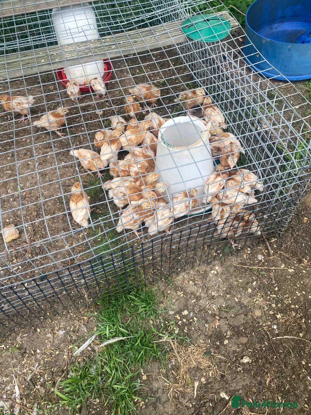 Chickens poultry for sale: Bovan Brown chicks - Advert 1