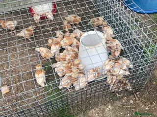 Chickens poultry Bovan Brown chicks - Advert 14