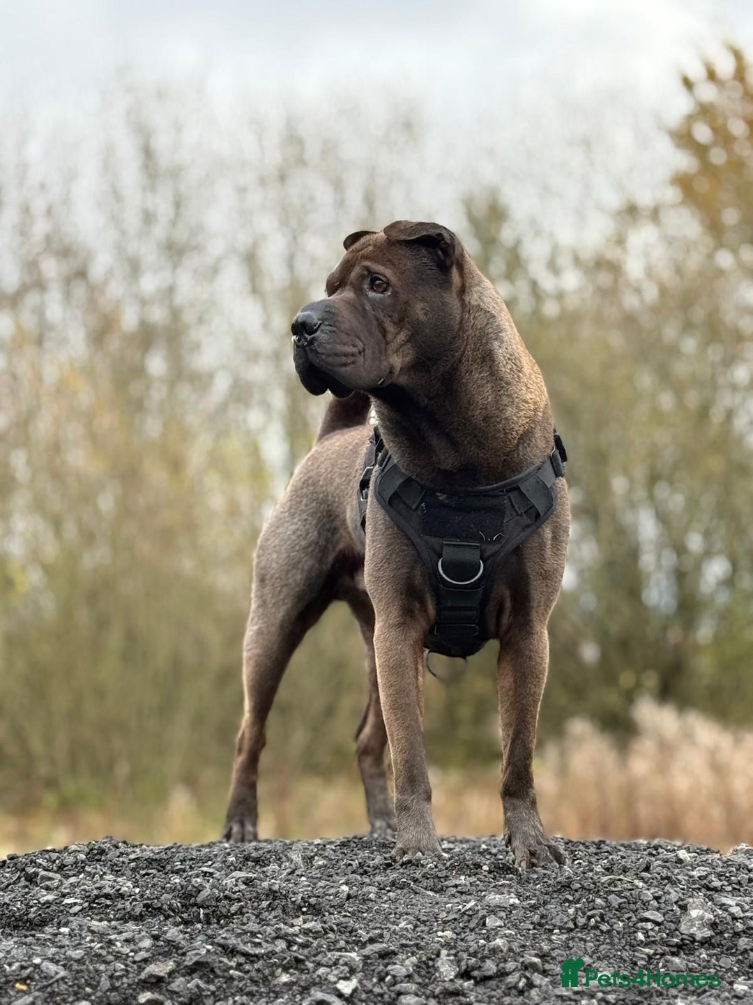 Shar Pei dogs for stud: Handsome Shar Pei available for stud in Ashton-under-Lyne - Advert 1