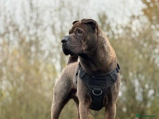 Shar Pei dogs in Ashton-under-Lyne - Advert 5