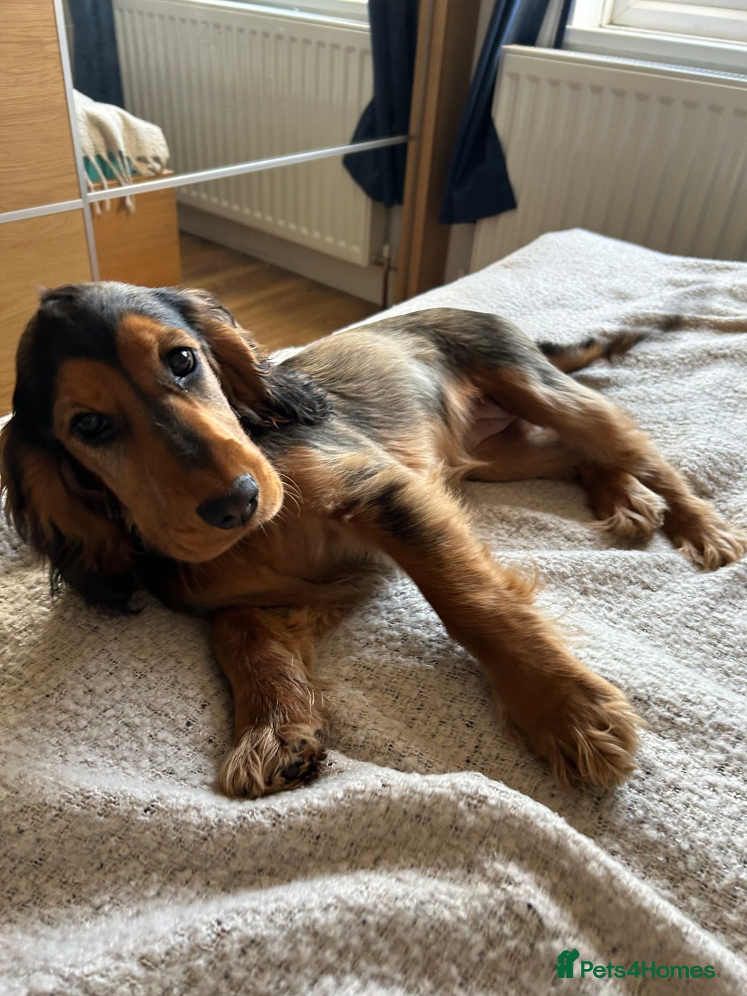 Cocker Spaniel dogs for sale: Outstanding Show Cocker Spaniel DNA Tested - Advert 18
