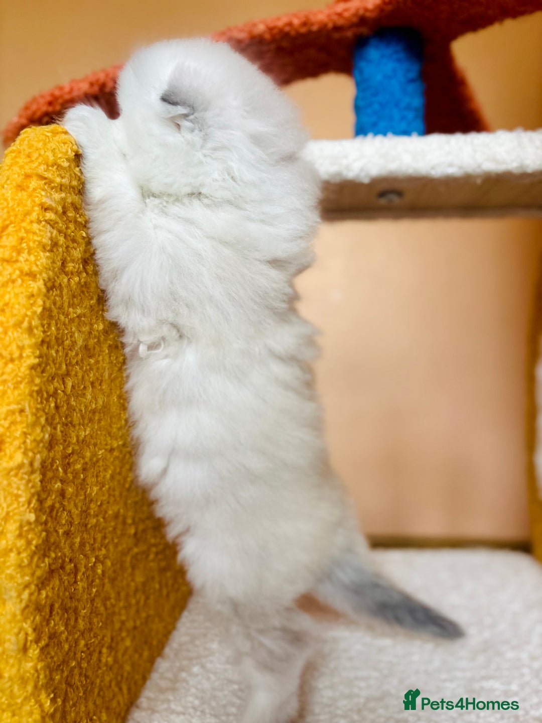 Scottish Fold cats for sale: 🌟🌟🌟🌟🌟Pedigree Scottish Fold Kittens - Advert 20