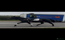 English Thoroughbred horses for sale: Dora - A Classy Flashy Allrounder  - Image 5