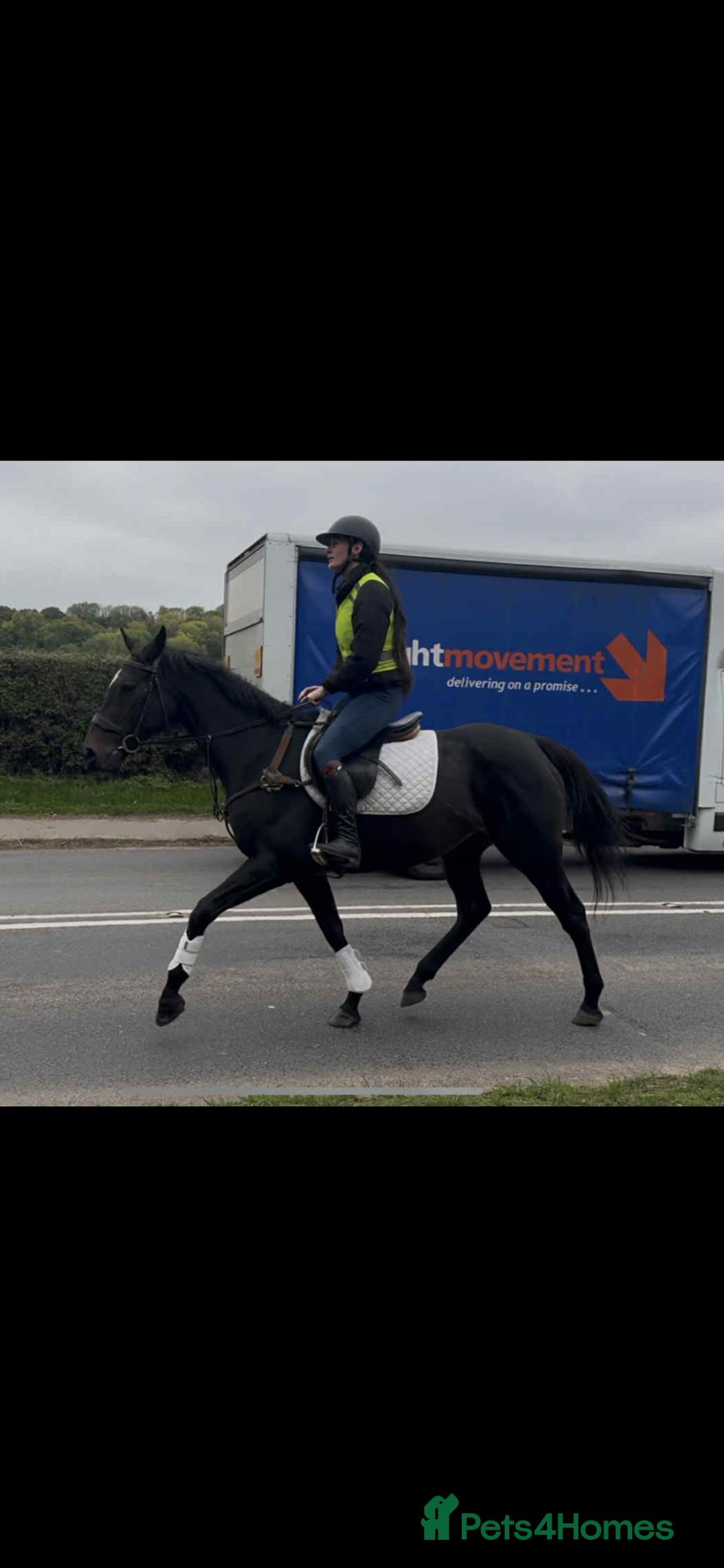 English Thoroughbred horses for sale: Dora - A Classy Flashy Allrounder  - Image 5