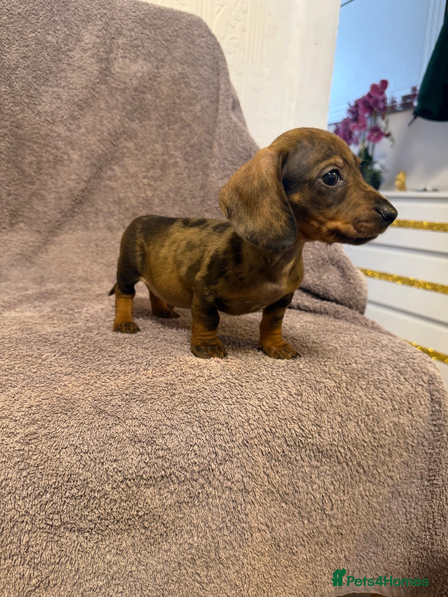 Miniature Dachshund dogs Miniature Dachshund  - Advert 14