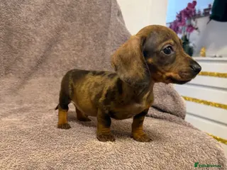 Miniature Dachshund dogs Miniature Dachshund - Advert 14