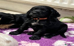 Cocker Spaniel dogs for sale: 4 stunning girl show cocker spaniels - Image 7