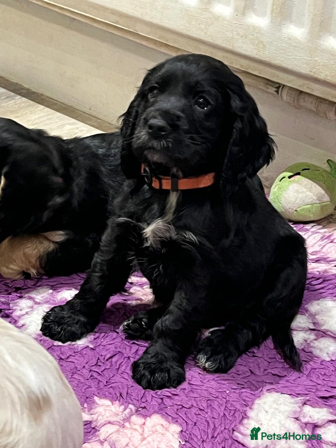 Cocker Spaniel dogs for sale: 4 stunning girl show cocker spaniels - Image 7