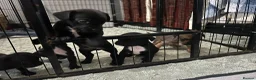 Mixed Breed dogs for sale: French bulldog x springer in Maesteg - Advert 4