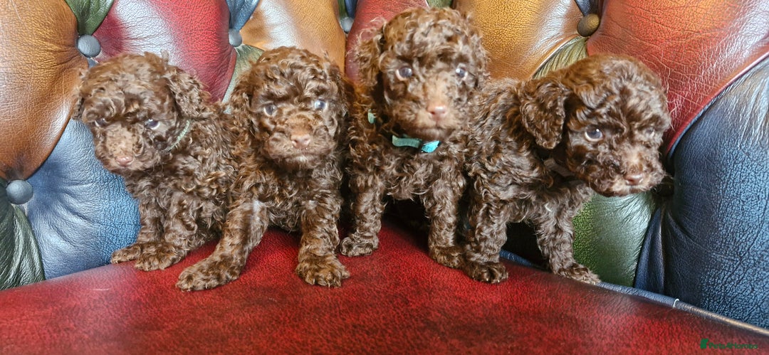 Toy Poodle dogs for sale: Gorgeous chocolate tiny toy poodles  - Image 9
