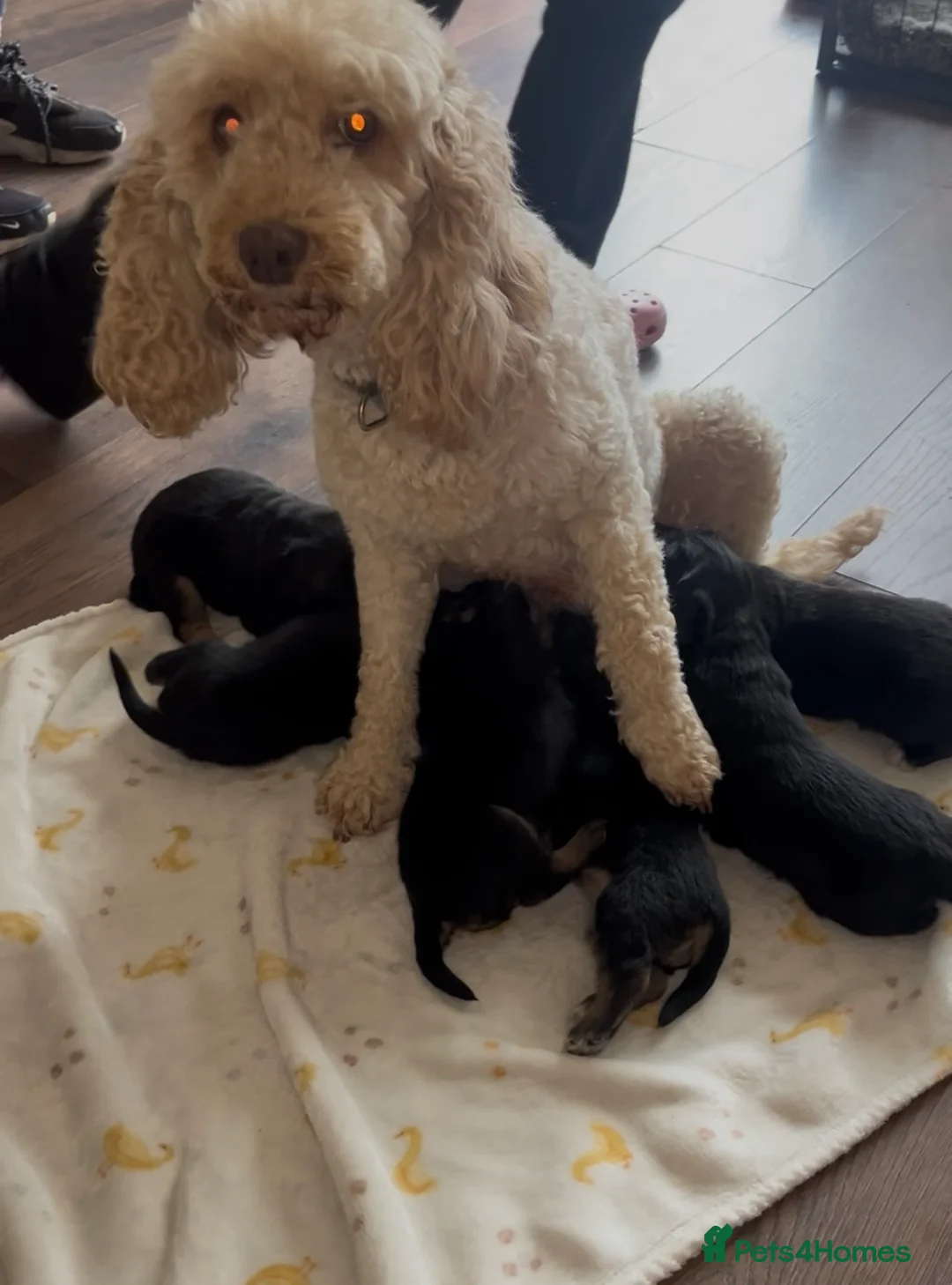 Cockapoo dogs for sale: Cockapoo puppies  in Bedworth - Advert 2