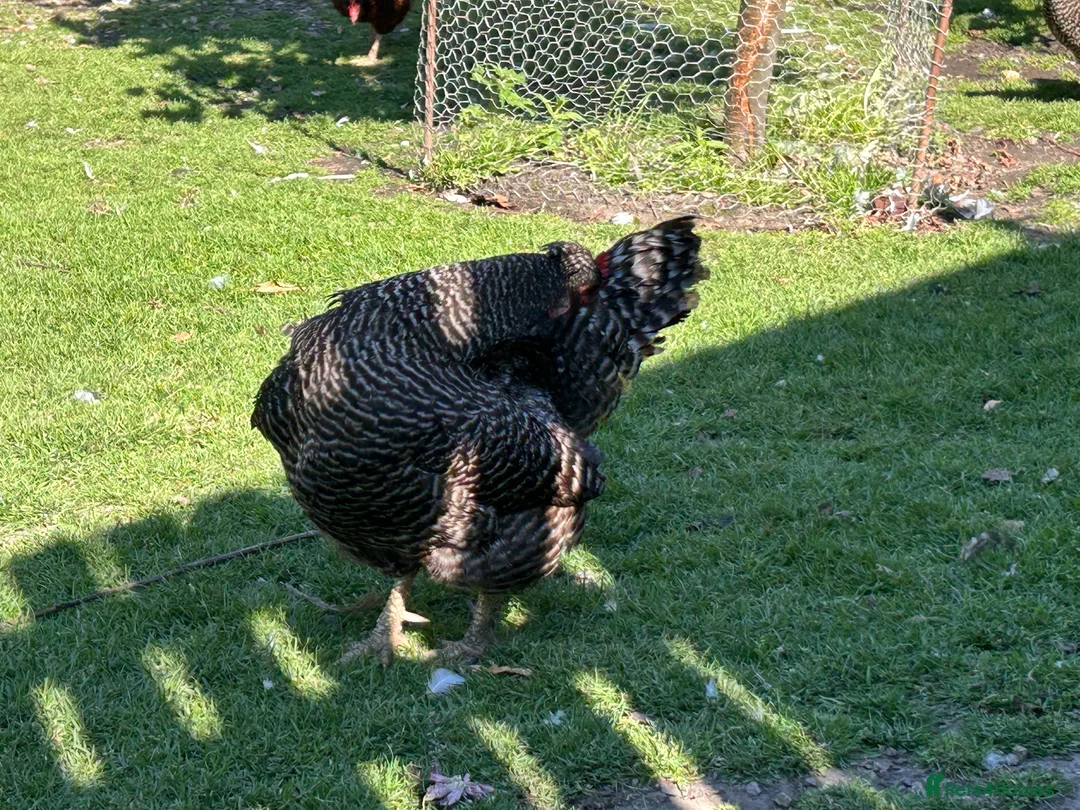 Chickens poultry for sale: Cuckoo maran friendly hen in Rotherham - Advert 3