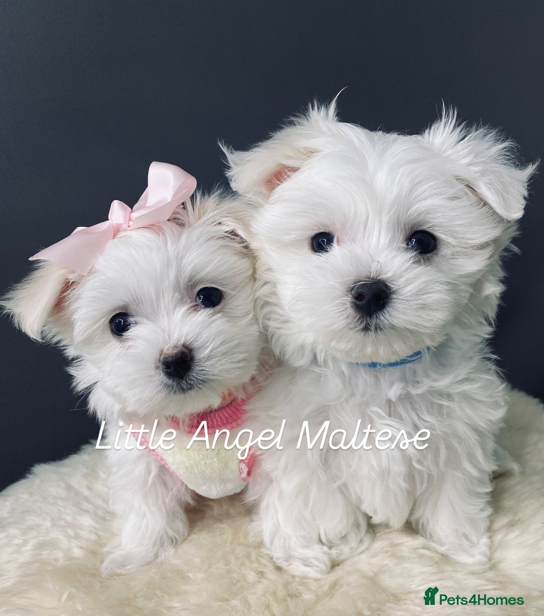 Maltese dogs for sale: ✨ Outstanding KC half-Korean Maltese Puppies ✨ - Advert 4