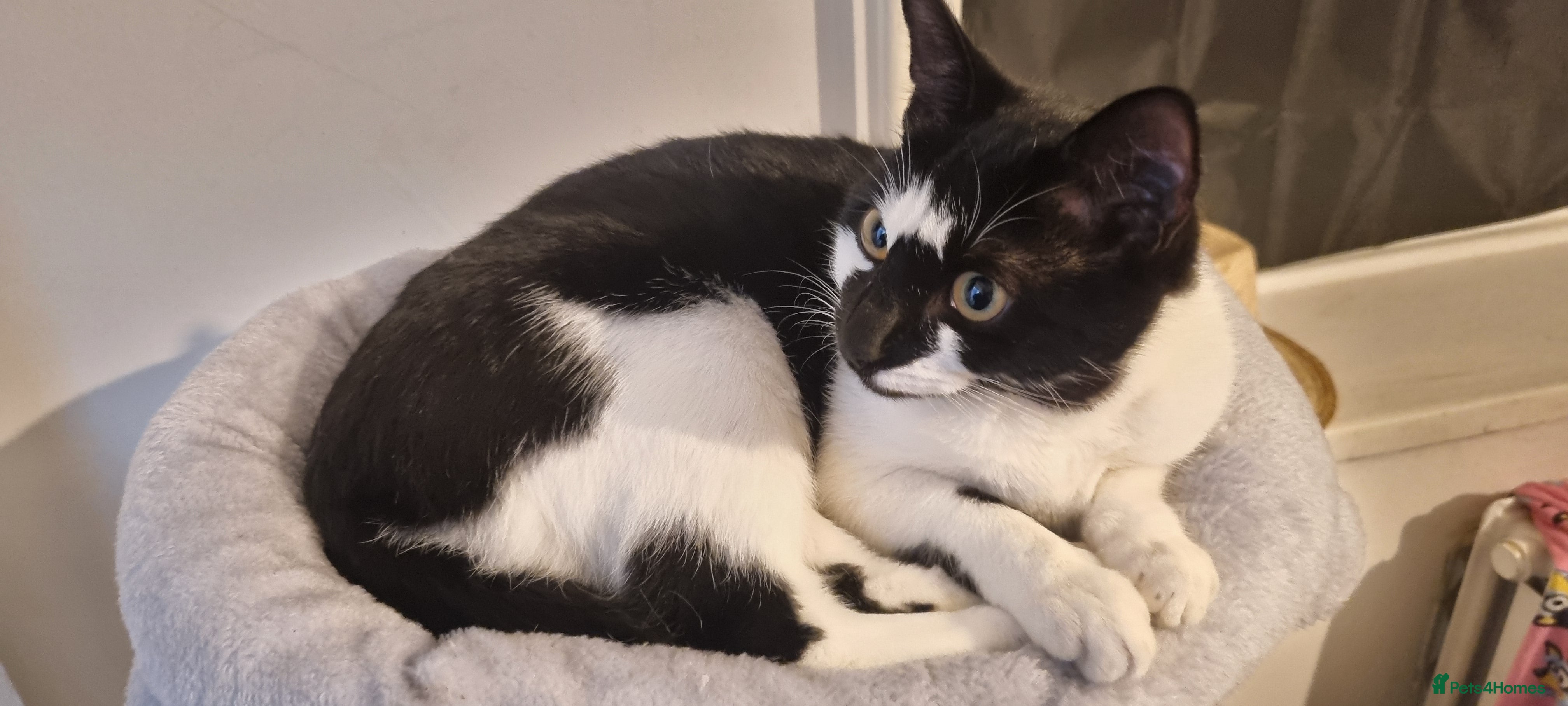 Domestic Shorthair cats Female Tuxedo Kitten - Advert 1