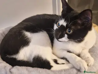 Domestic Shorthair cats Female Tuxedo Kitten - Advert 1