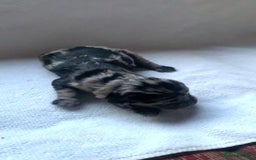 Cockapoo dogs for sale: Miniature cocker poos  - Image 3
