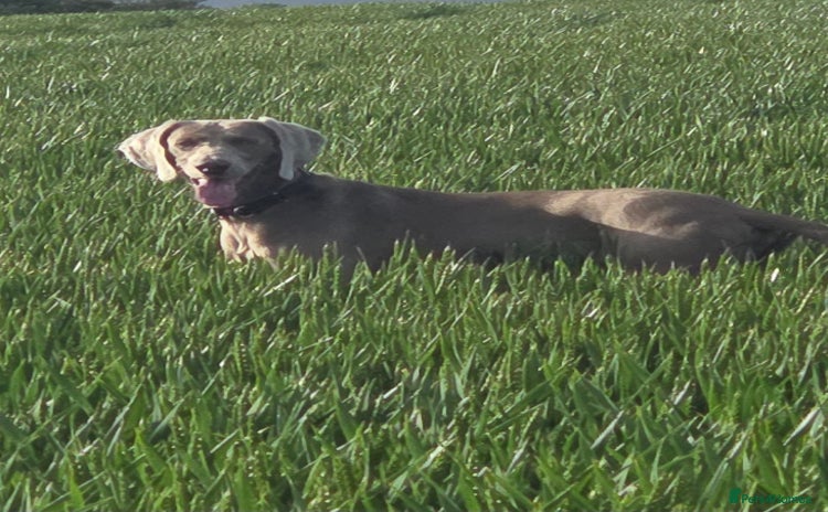 Weimaraner dogs - Advert 1