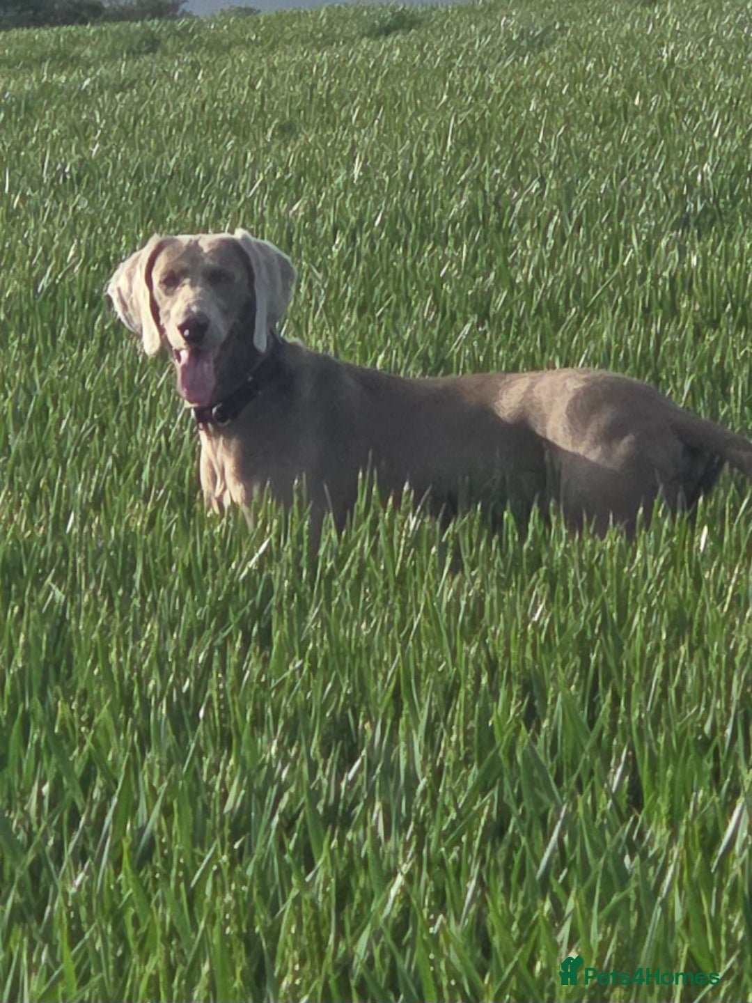 Weimaraner dogs for sale: Forever home wanted - Image 1