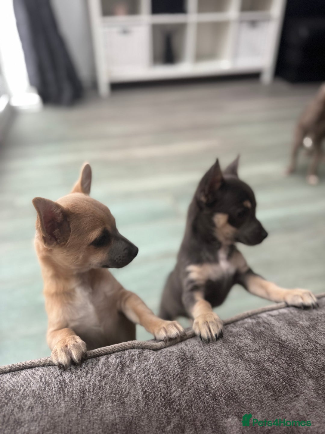 Chihuahua dogs for sale: 💙💛 Blue & tan pure breed deer head chihuahuas 💙 - Image 7