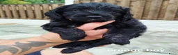 Cockapoo dogs for sale: Don't miss out just three looking for loving homes - Advert 27