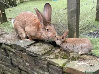 Mixed Breed rabbits Continental giant X - Advert 6
