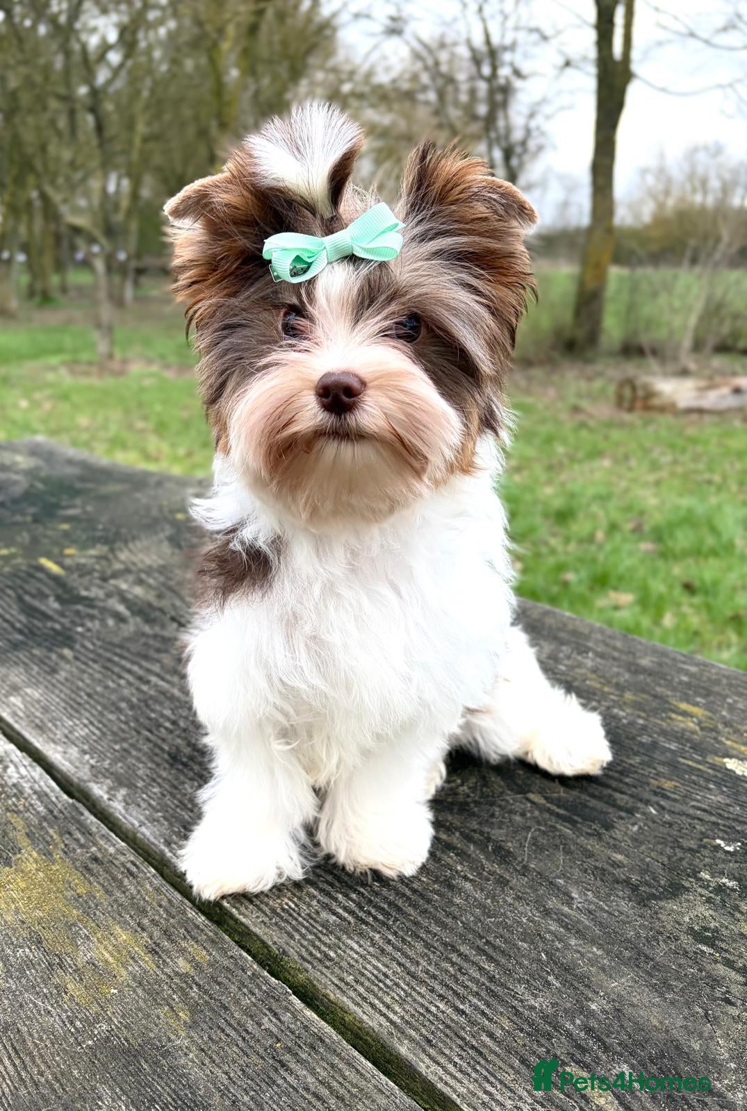 Yorkshire Terrier dogs Tiny Beautiful Girl 🩷& very Cute Boy💙available  - Advert 3